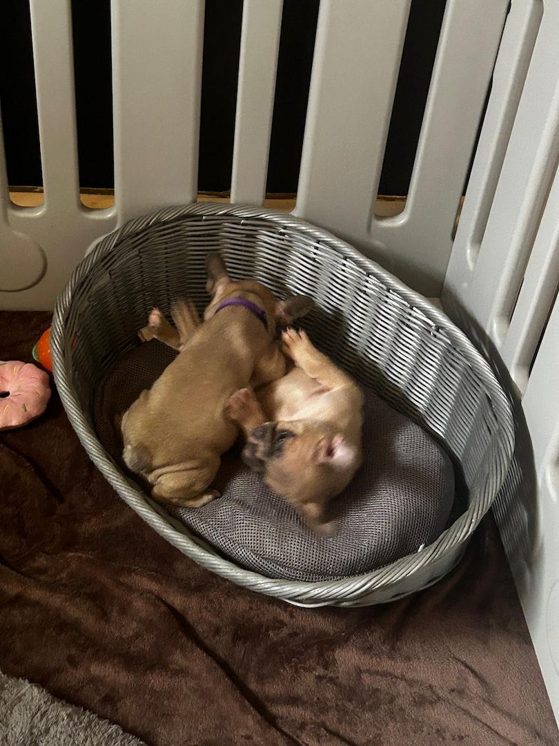 Französische Bulldoggen Welpen Französische Bulldoggen Welpen