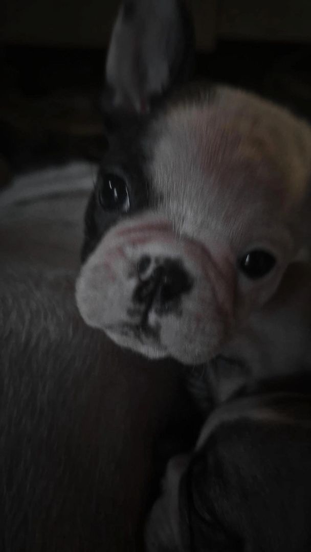 Französische Bulldoggen Welpen Französische Bulldoggen Welpen