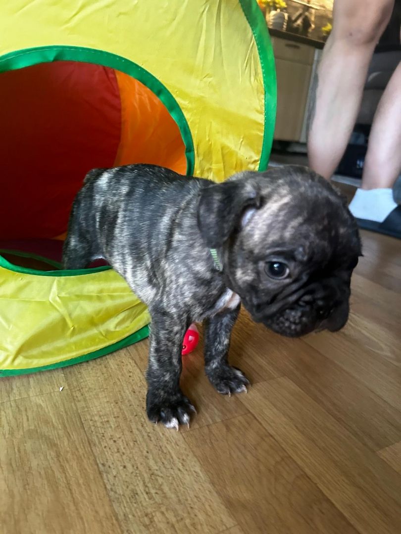 Französische Bulldoggen Welpen Französische Bulldoggen Welpen