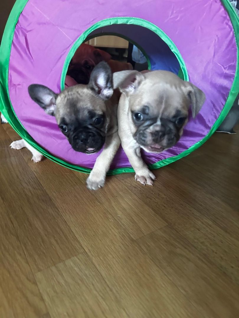 Französische Bulldoggen Welpen Französische Bulldoggen Welpen