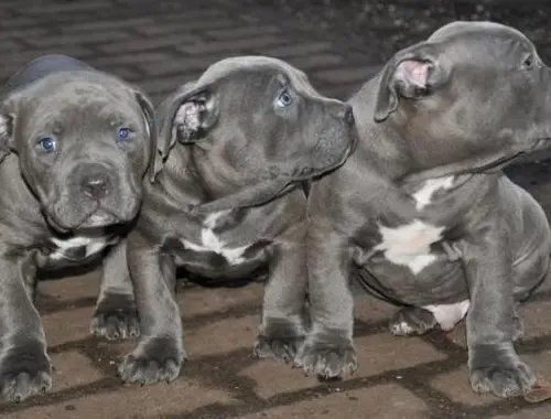 American Blue-Line Pit Bull Terrier Welpen