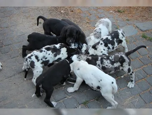 Deutsche Doggen Welpen mit Papieren