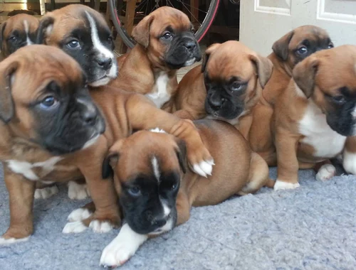 Boxer Welpen (Mädchen und Rude) mit Papieren