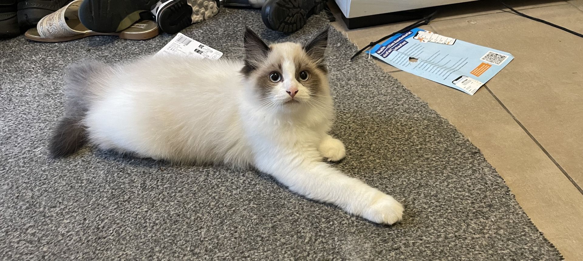 Antyallergiche Kitten Neva Masquerade suchen neue Haus