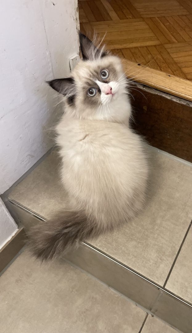 Antyallergiche Kitten Neva Masquerade suchen neue Haus