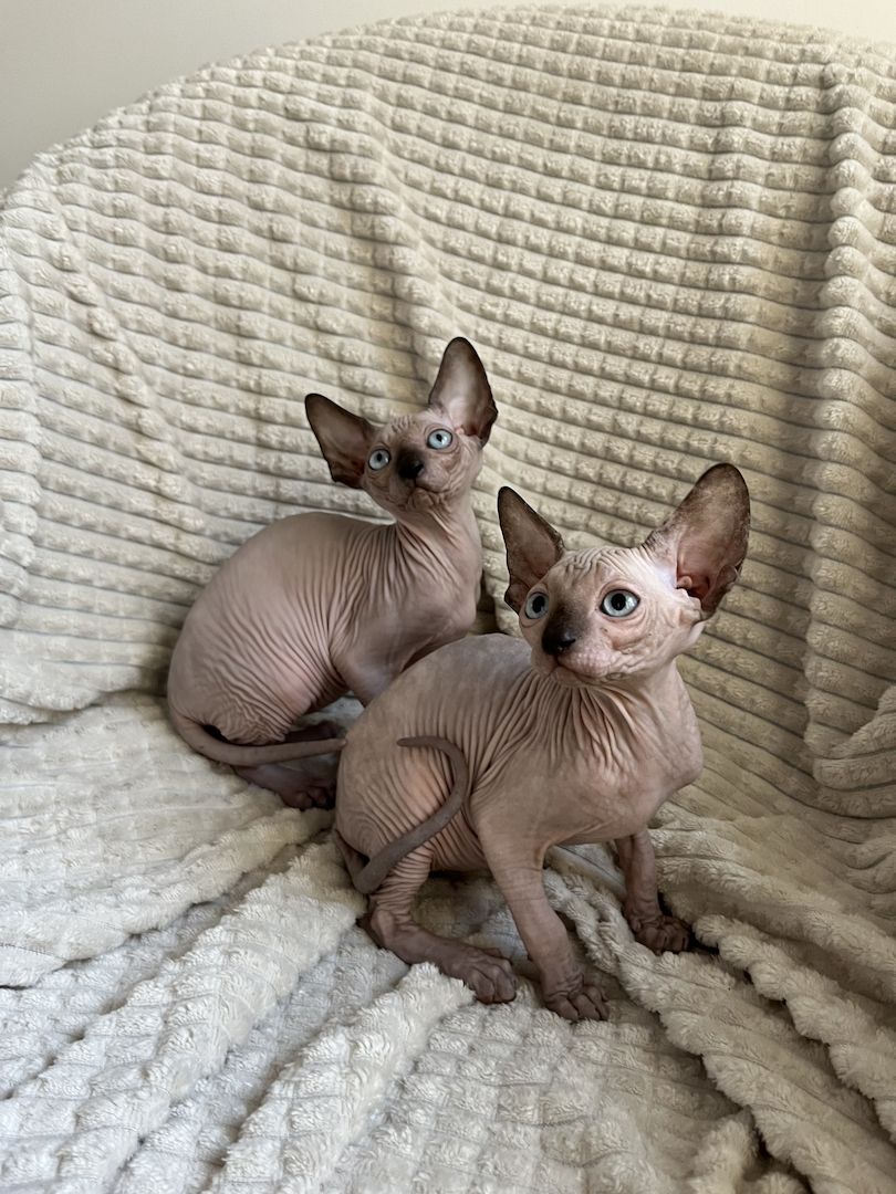 Canadian Sphynx Kitten