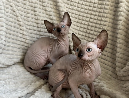 Canadian Sphynx Kitten