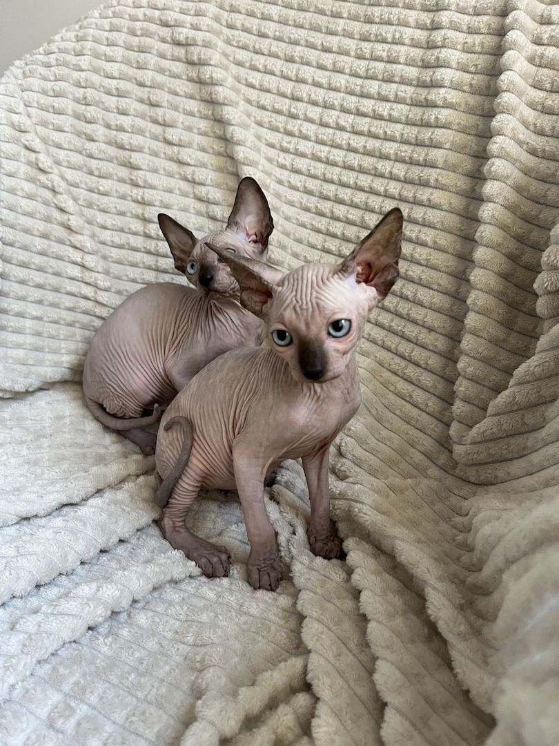 Canadian Sphynx Kitten