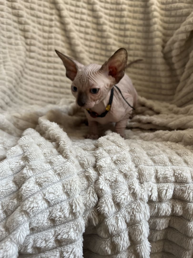 Canadian Sphynx Kitten