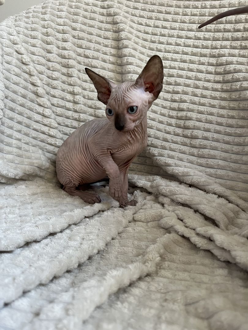 Canadian Sphynx Kitten