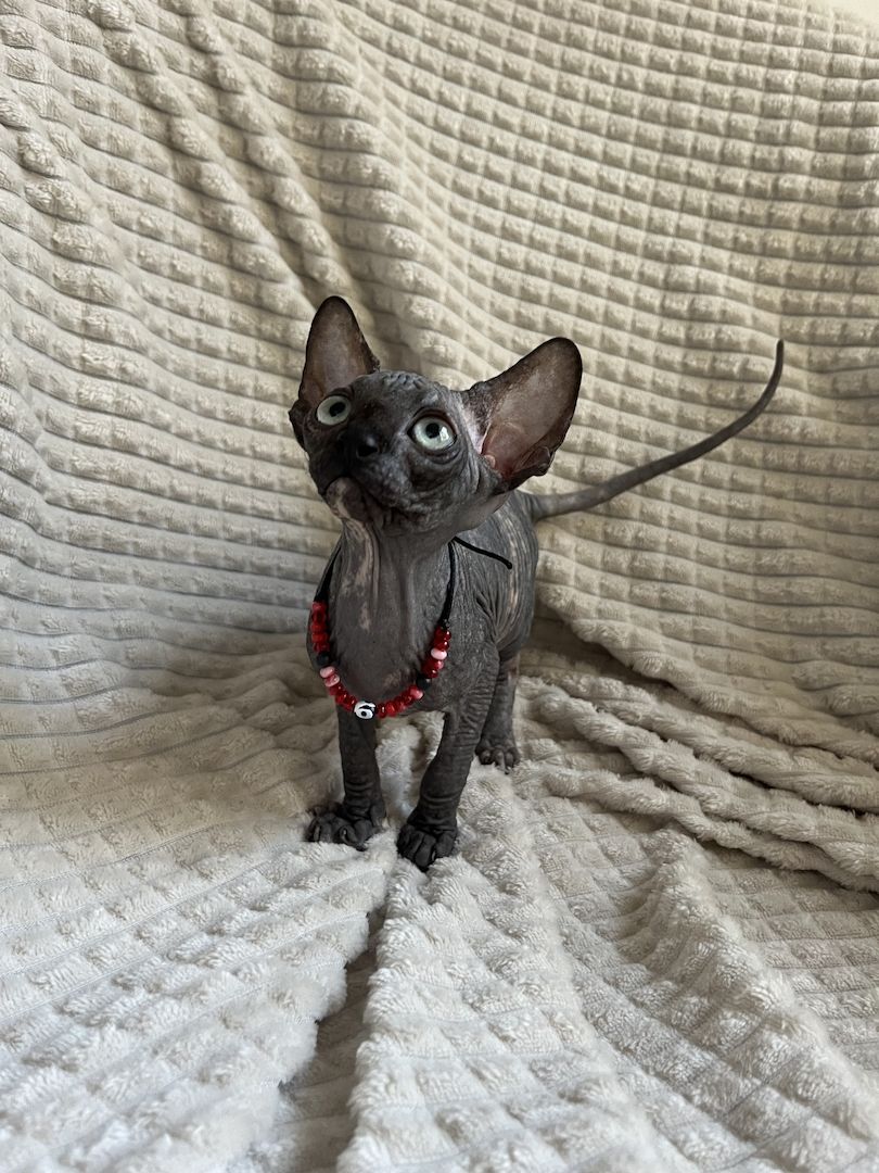 Canadian Sphynx Kitten