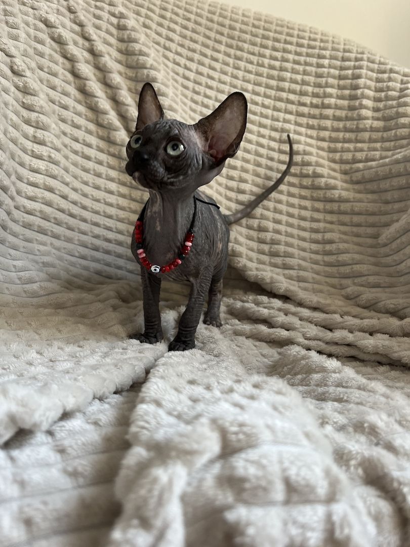 Canadian Sphynx Kitten
