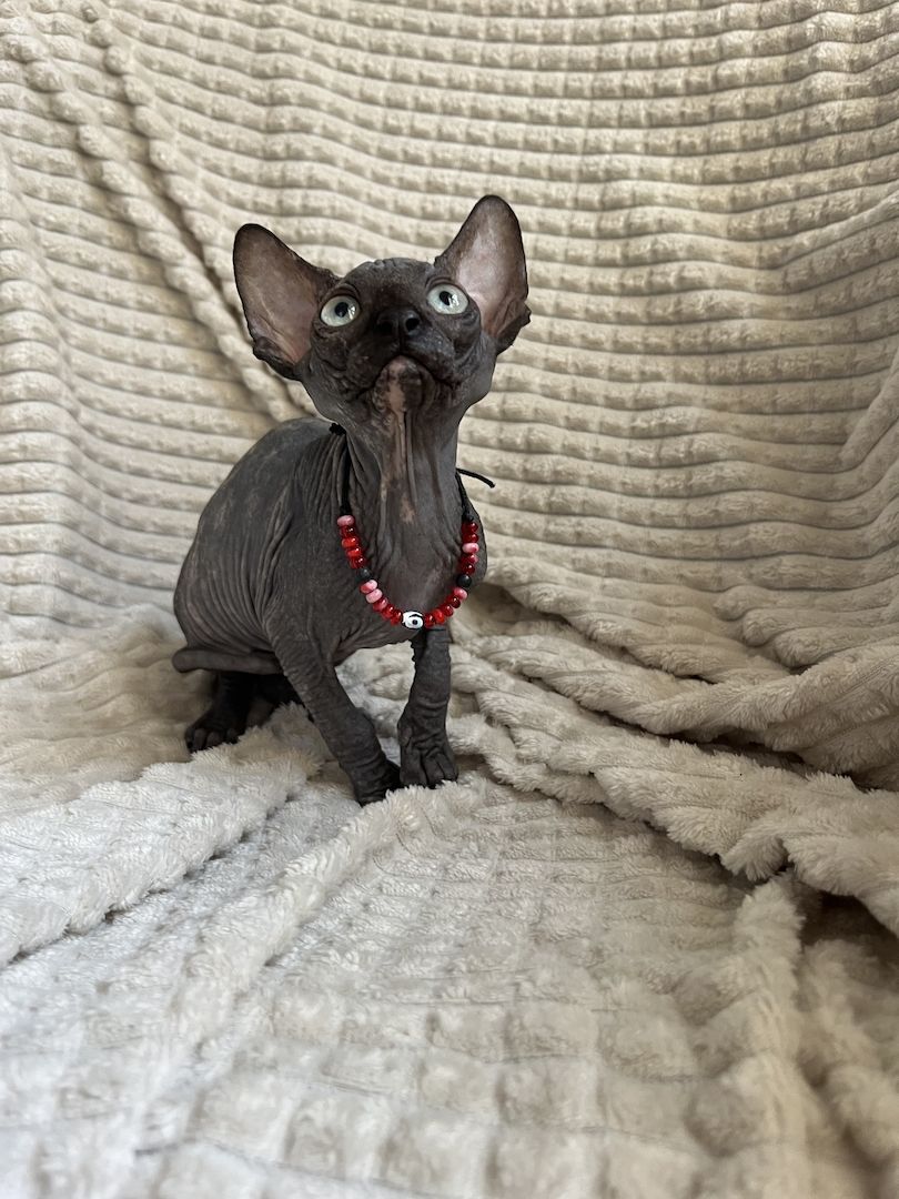 Canadian Sphynx Kitten