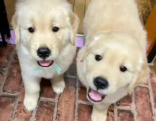 Entzückende Golden Retriever-Welpen zur Adoption