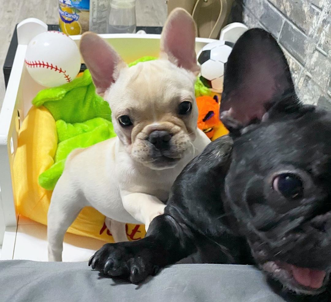 Zwei wunderschöne französische Bulldoggenwelpen