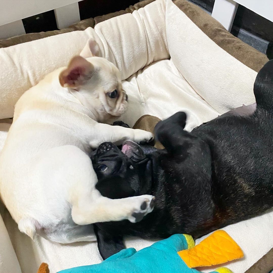 Zwei wunderschöne französische Bulldoggenwelpen