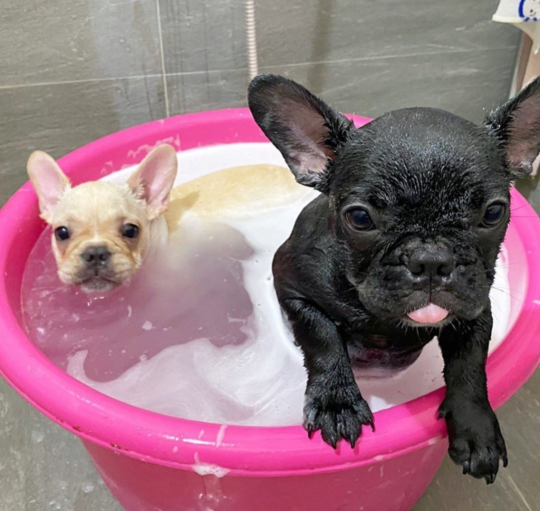 Süße französische Bulldoggenwelpen