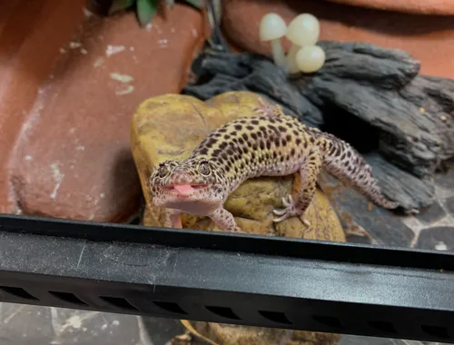 Leopardgecko abzugeben 1Weibchen/1Männchen