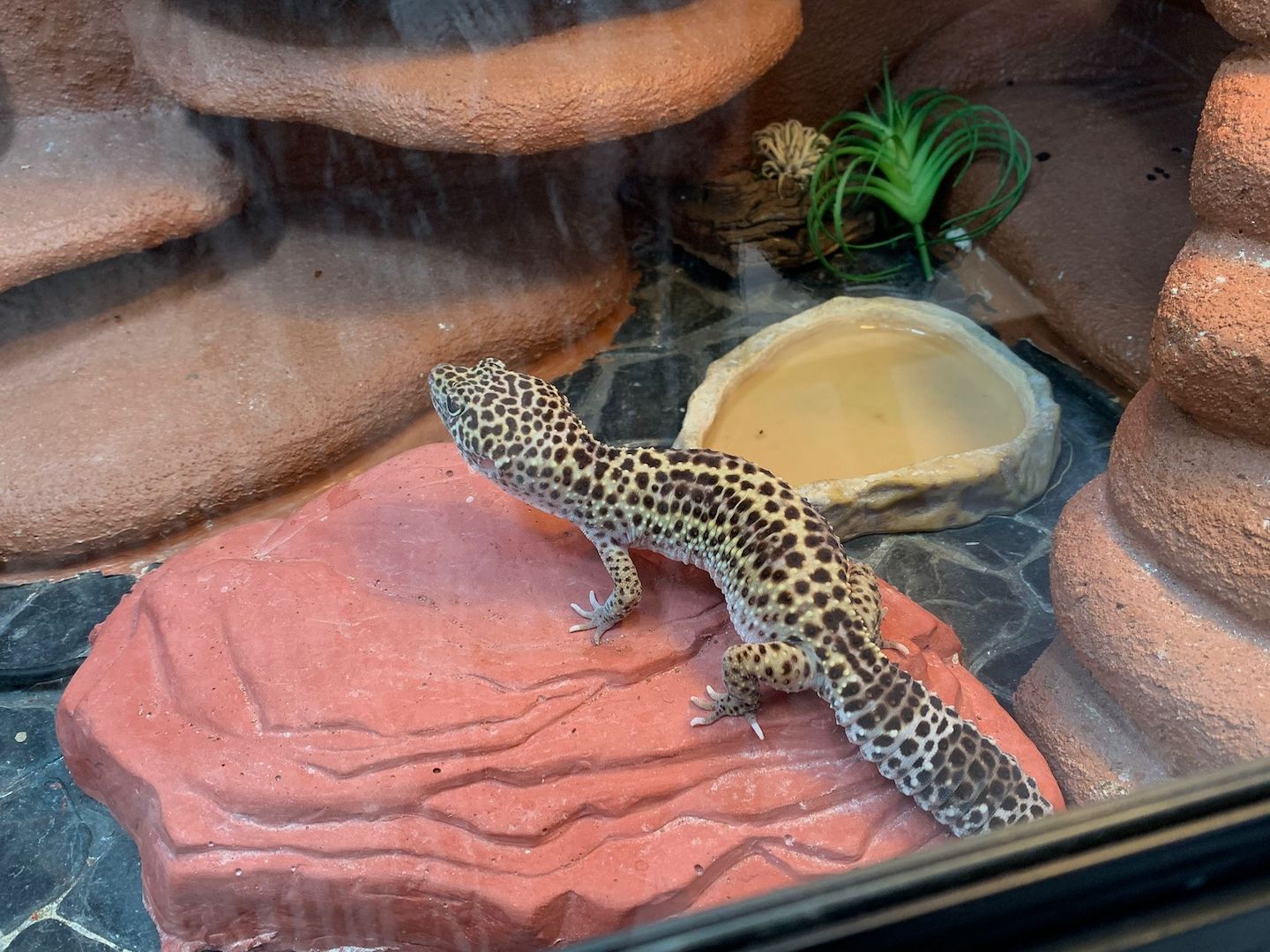 Leopardgecko abzugeben 1Weibchen/1Männchen Leopardgecko abzugeben 1Weibchen/1Männchen