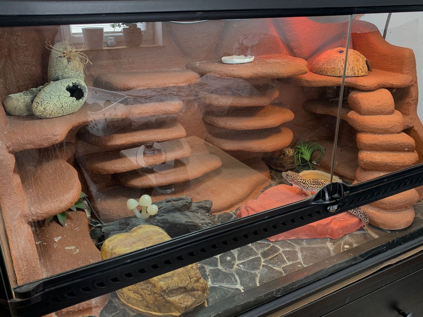 Leopardgecko abzugeben 1Weibchen/1Männchen Leopardgecko abzugeben 1Weibchen/1Männchen