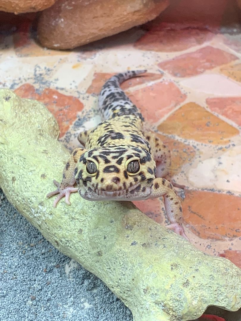 Leopardgecko abzugeben 1Weibchen/1Männchen Leopardgecko abzugeben 1Weibchen/1Männchen