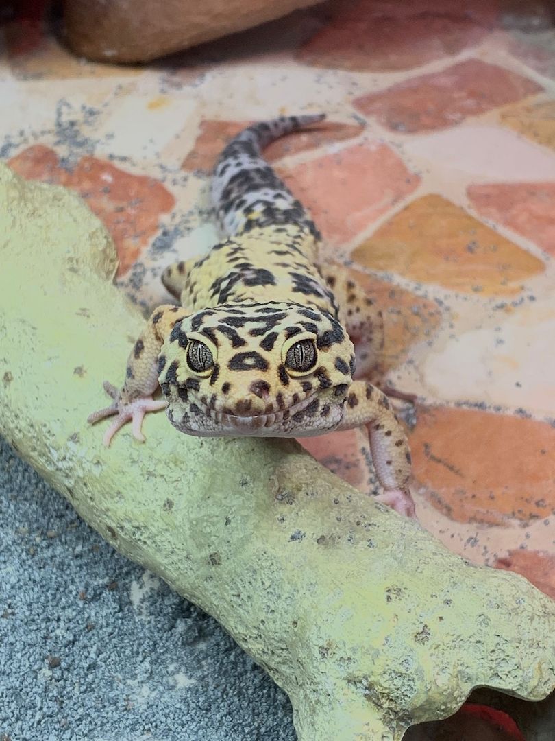 Leopardgecko abzugeben 1Weibchen/1Männchen Leopardgecko abzugeben 1Weibchen/1Männchen