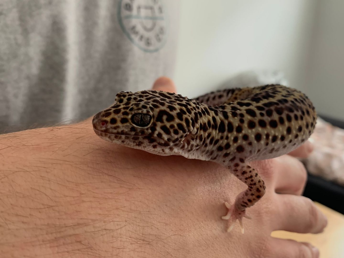 Leopardgecko abzugeben 1Weibchen/1Männchen Leopardgecko abzugeben 1Weibchen/1Männchen