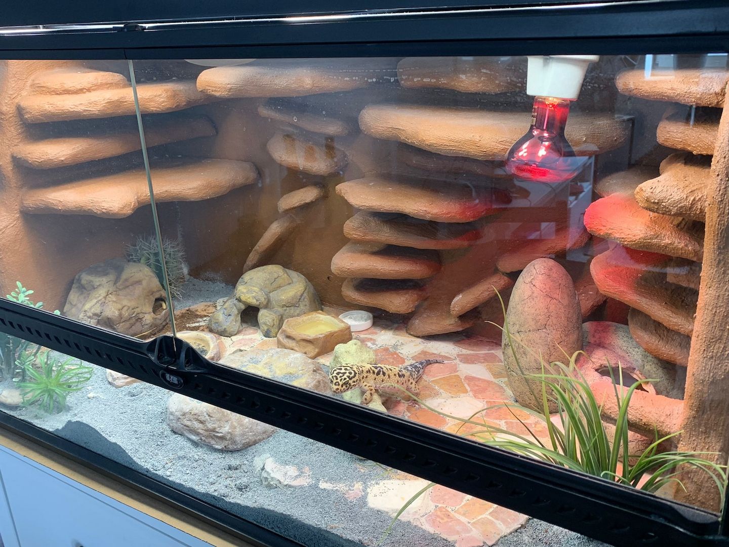 Leopardgecko abzugeben 1Weibchen/1Männchen Leopardgecko abzugeben 1Weibchen/1Männchen