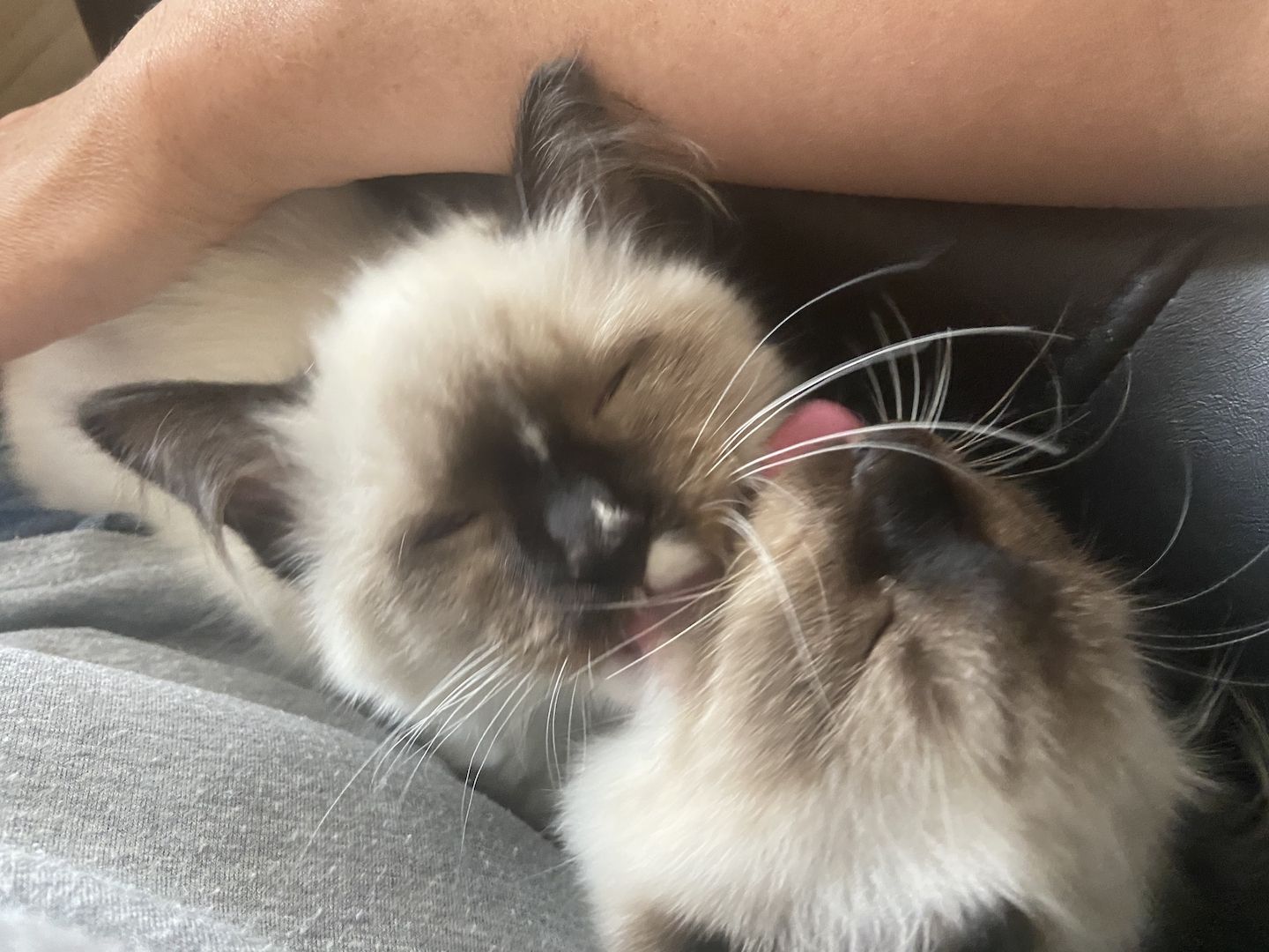 Ragdollkitten
