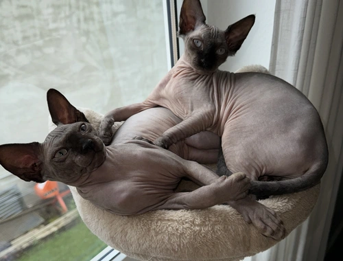 Sphynx Kitten