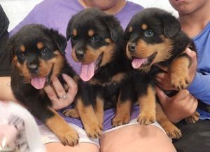Rottweiler-Welpen aus ADRK/VDH-Leistungszucht Rottweiler-Welpen aus ADRK/VDH-Leistungszucht