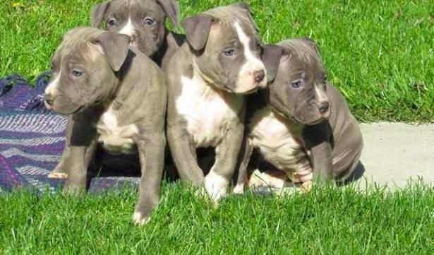 ErhältlichAmerican Pitbull Terrier blueline whatsapp Nummer (+37069673271)
