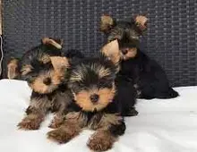 Yorkshire Terrier Welpe in liebevolle Hände abzugeben