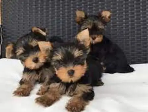 Yorkshire Terrier Welpe in liebevolle Hände abzugeben