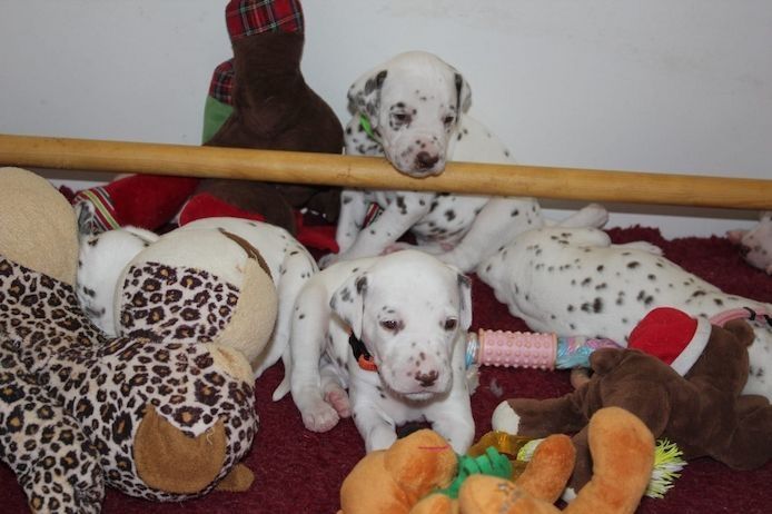 Liebevolles Dalmatiner Welpen