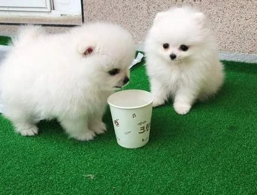 Erhältlich Mini Zwergspitz Pomeranian BOO welpen mit Papieren whatsapp Nummer (+37069673271)