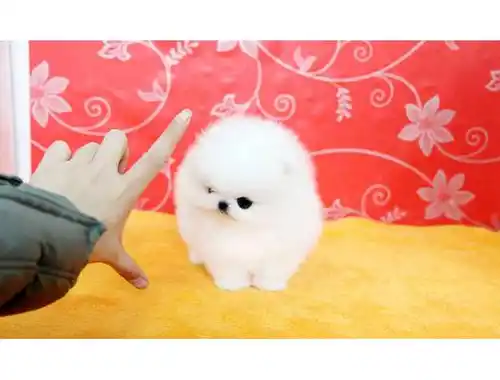 Erhältlich MINI POMERANIAN ZWERGSPITZ BOO WELPEN ZUM VERSCHENKEN.whatsapp Nummer (+37069673271)