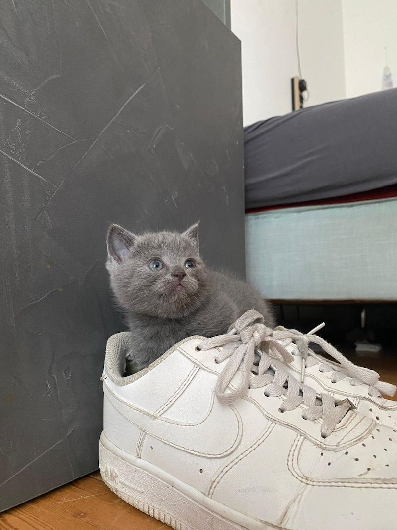 BKH KITTEN ANFANG OKTOBER