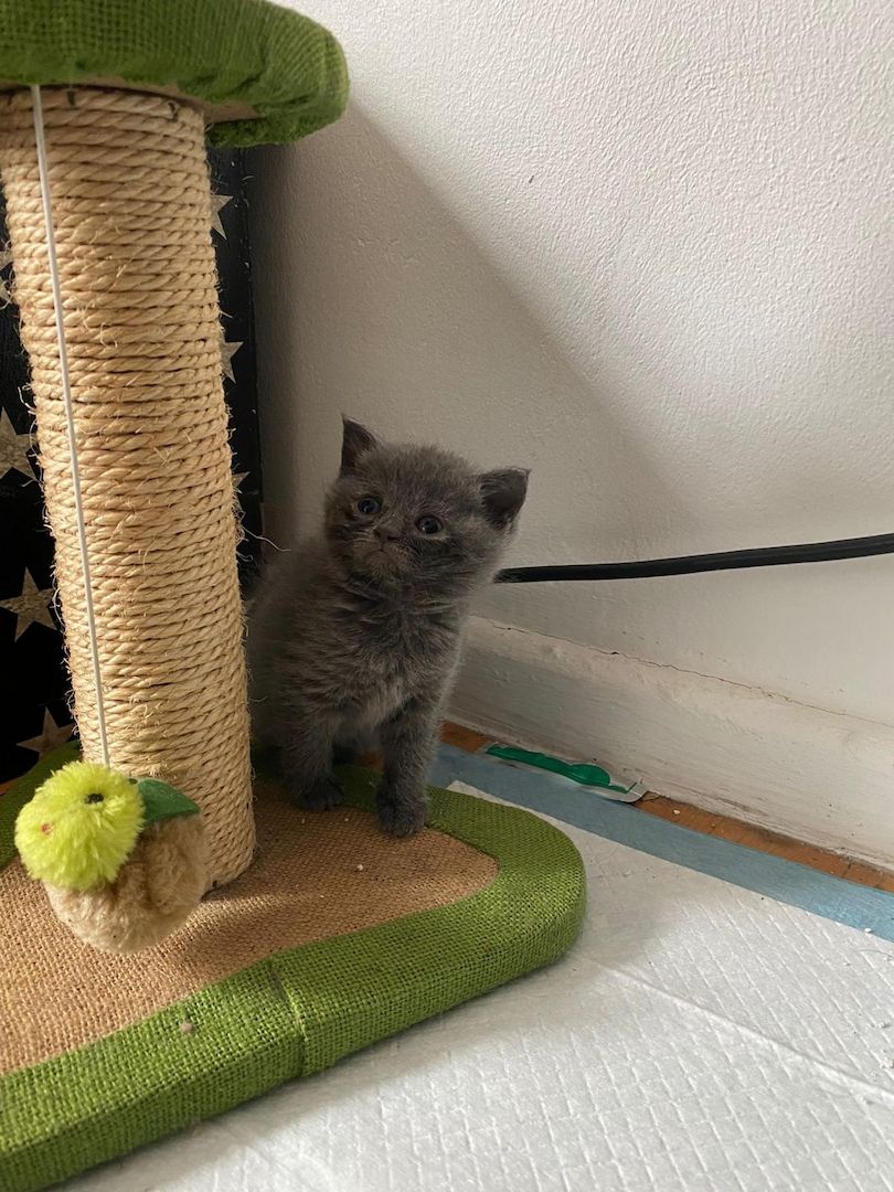 BKH KITTEN ANFANG OKTOBER