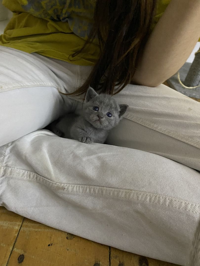 BKH KITTEN ANFANG OKTOBER