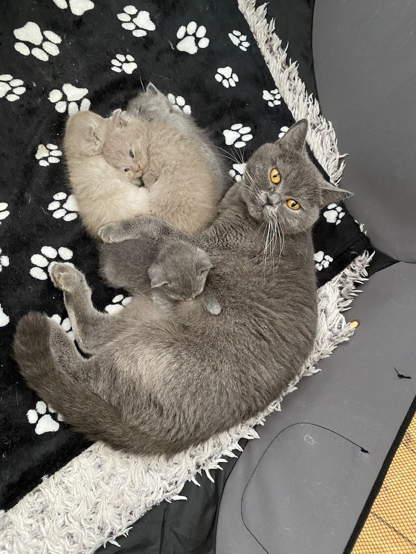 BKH KITTEN ANFANG OKTOBER