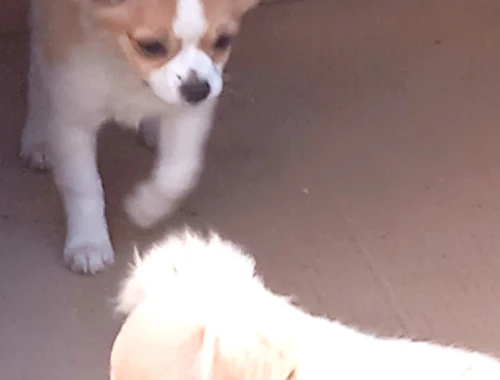 Ein Chihuahua Bube und seine Schwester suchen noch ein liebevolles Zuhause.