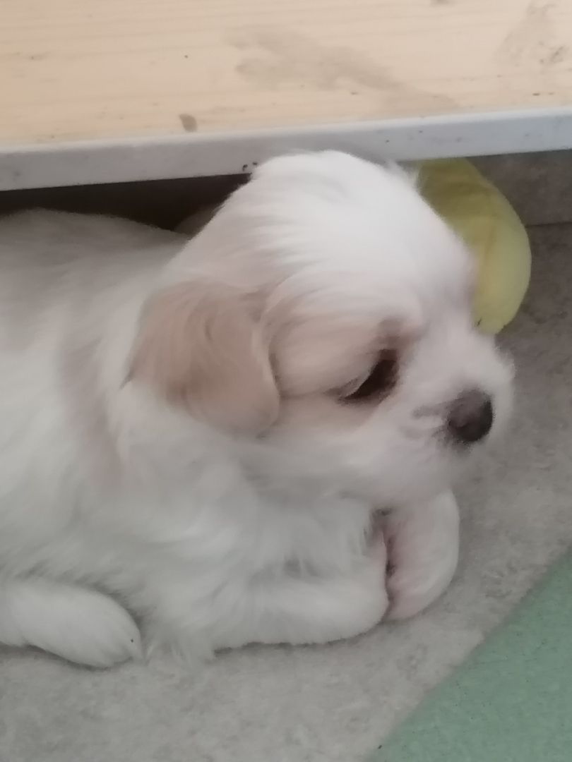 Zuckersüße Havaneser-Malteser Welpen Zuckersüße Havaneser-Malteser Welpen