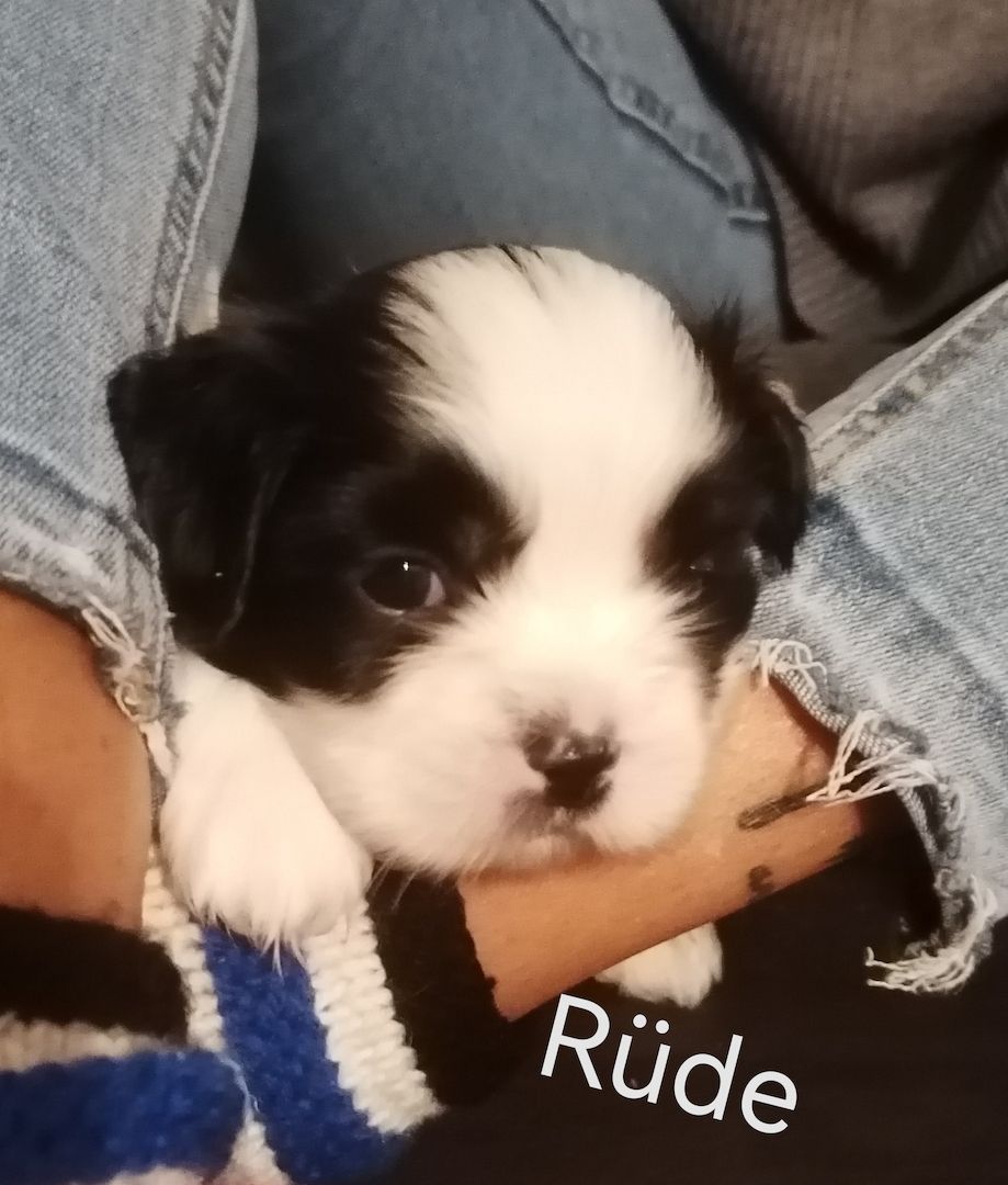 Zuckersüße Havaneser-Malteser Welpen Zuckersüße Havaneser-Malteser Welpen