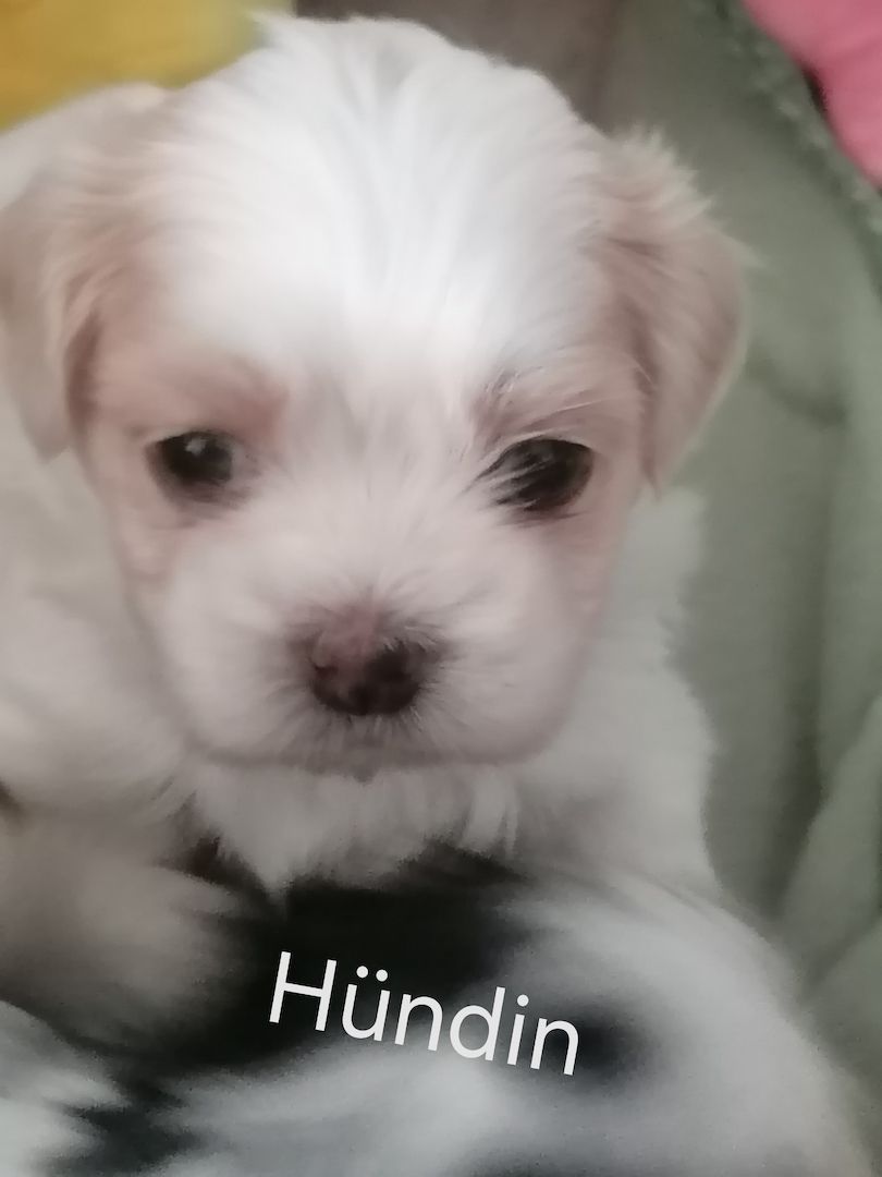 Zuckersüße Havaneser-Malteser Welpen Zuckersüße Havaneser-Malteser Welpen