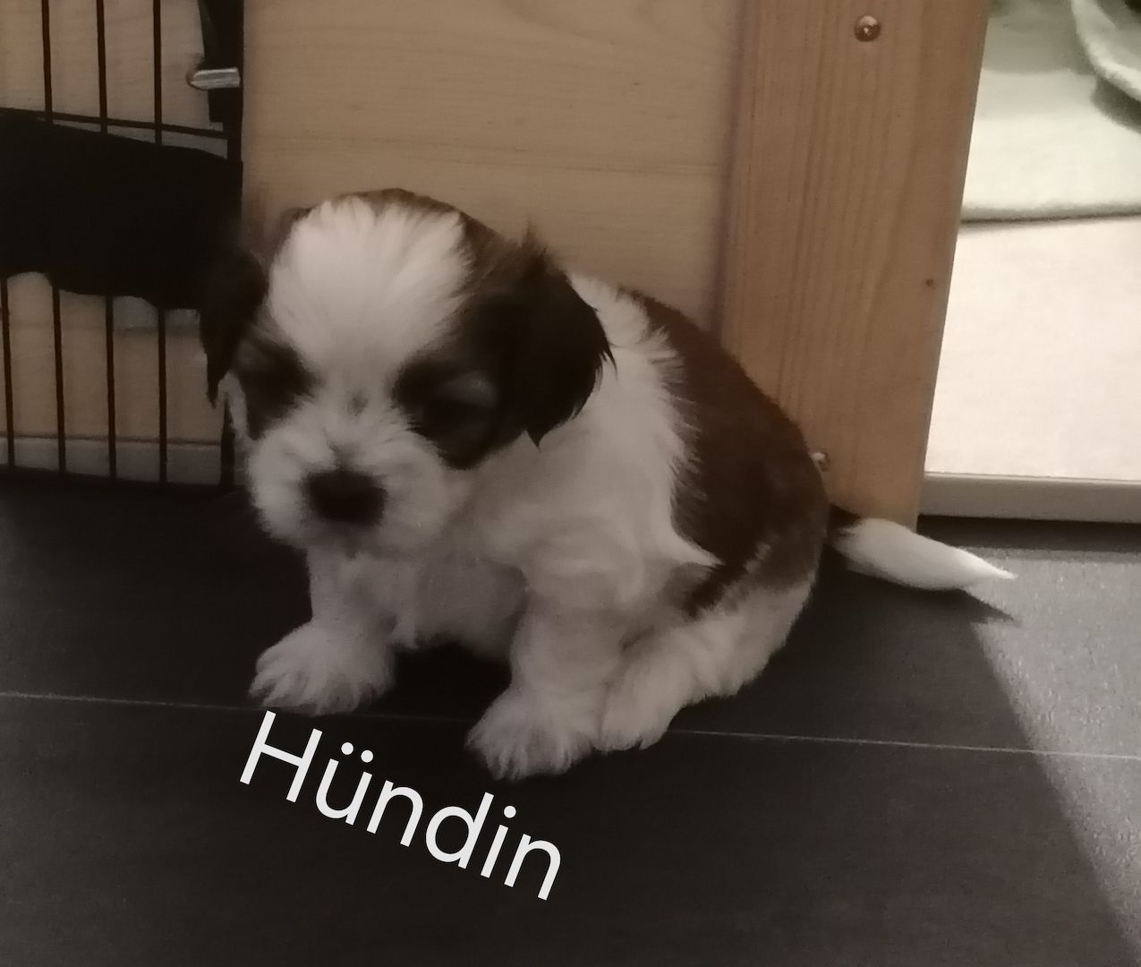 Zuckersüße Havaneser-Malteser Welpen Zuckersüße Havaneser-Malteser Welpen