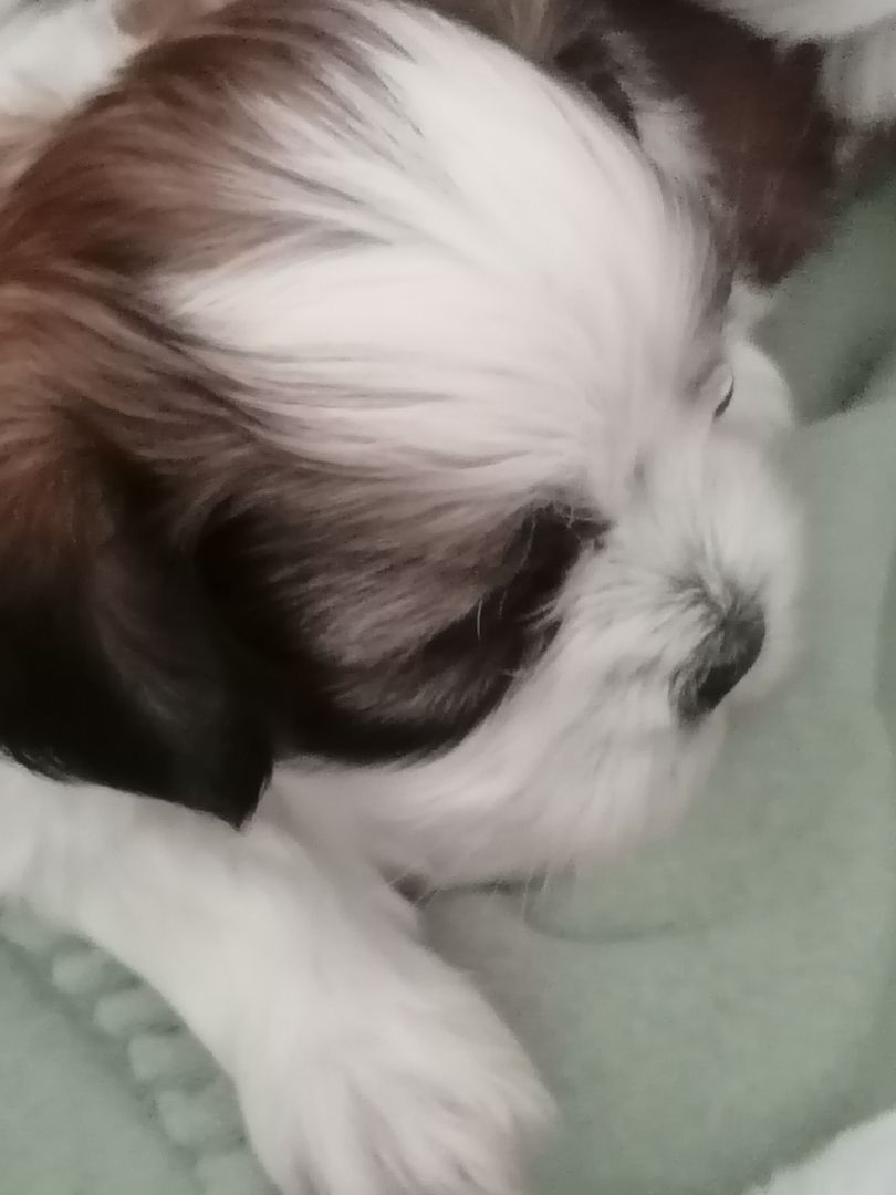 Zuckersüße Havaneser-Malteser Welpen Zuckersüße Havaneser-Malteser Welpen