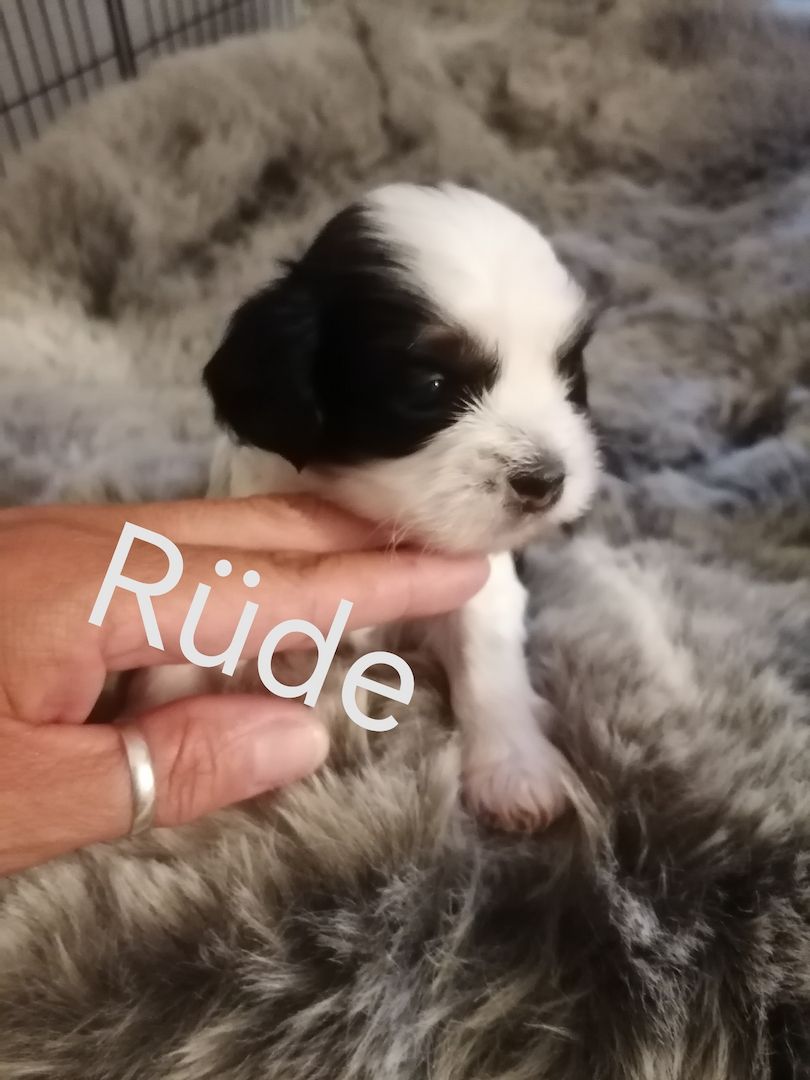 Zuckersüße Havaneser-Malteser Welpen Zuckersüße Havaneser-Malteser Welpen