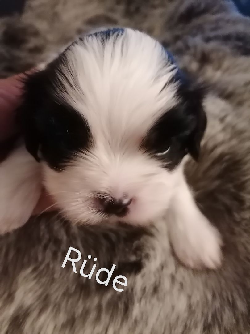 Zuckersüße Havaneser-Malteser Welpen Zuckersüße Havaneser-Malteser Welpen