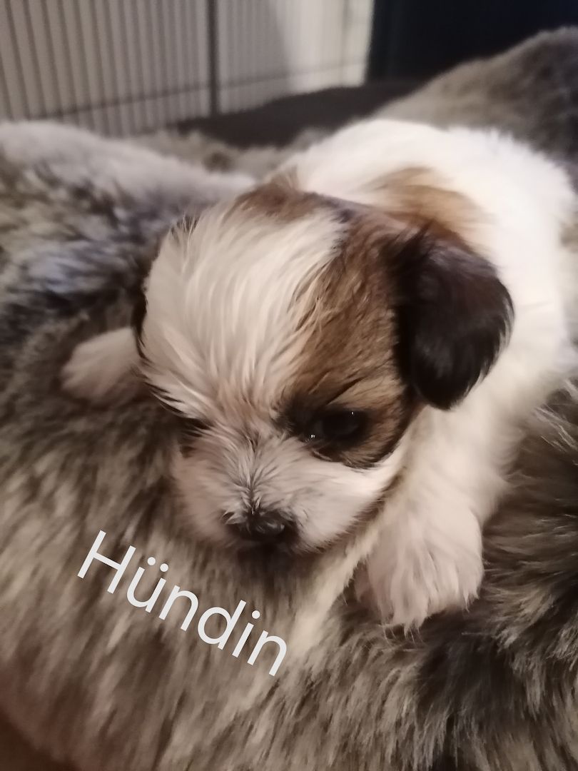 Zuckersüße Havaneser-Malteser Welpen Zuckersüße Havaneser-Malteser Welpen